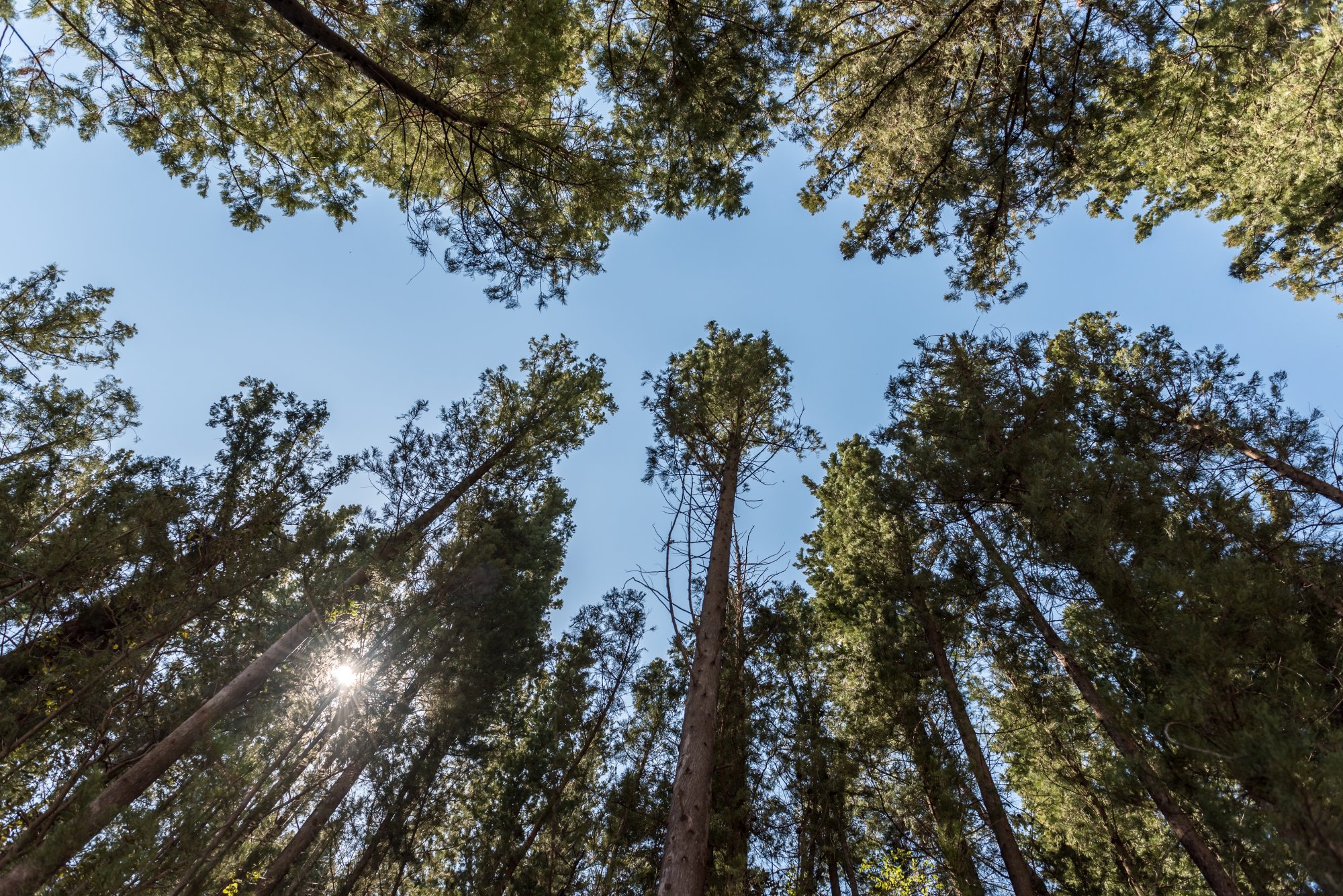 Private Forest Euphoria